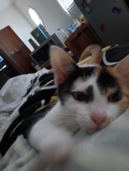 Lost Female Cat last seen Three Rivers landing apmts , Gulfport, MS 39503