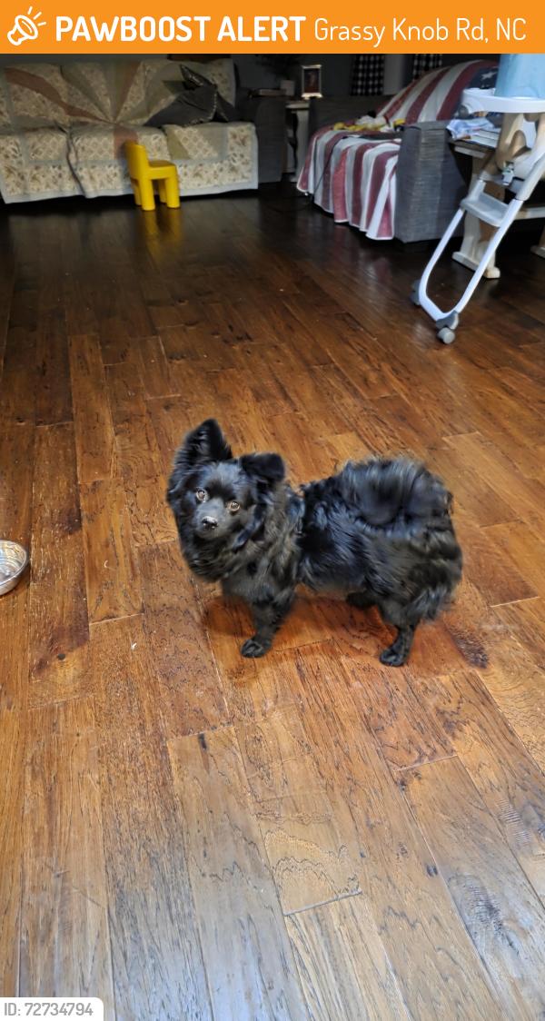 Found/Stray Male Dog last seen masonic lodge, Grassy Knob Rd, NC 28689