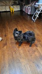 Found/Stray Male Dog last seen masonic lodge, Grassy Knob Rd, NC 28689