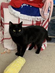 Lost Female Cat last seen Around Diamond Ridge Dr. between Saddlebrook Dr. and Lonestar Dr., Carrollton, TX 75010