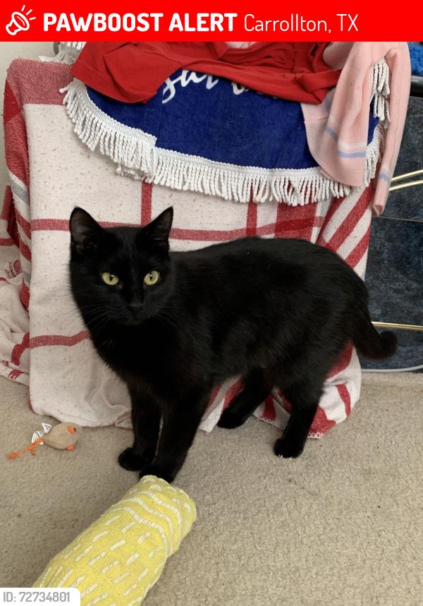 Lost Female Cat last seen Around Diamond Ridge Dr. between Saddlebrook Dr. and Lonestar Dr., Carrollton, TX 75010