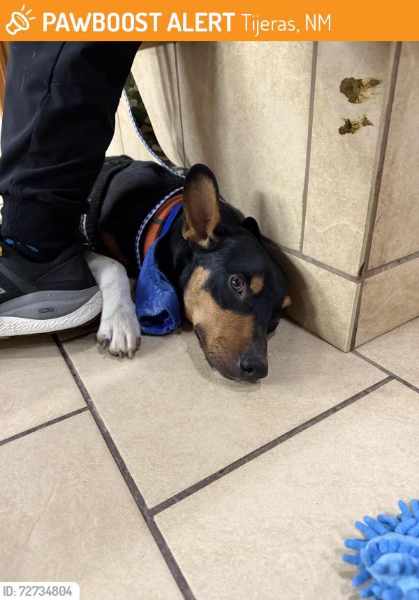 Found/Stray Male Dog last seen Highway 14 and i40, Tijeras, NM 87059