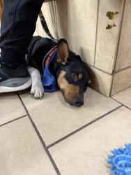 Found/Stray Male Dog last seen Highway 14 and i40, Tijeras, NM 87059