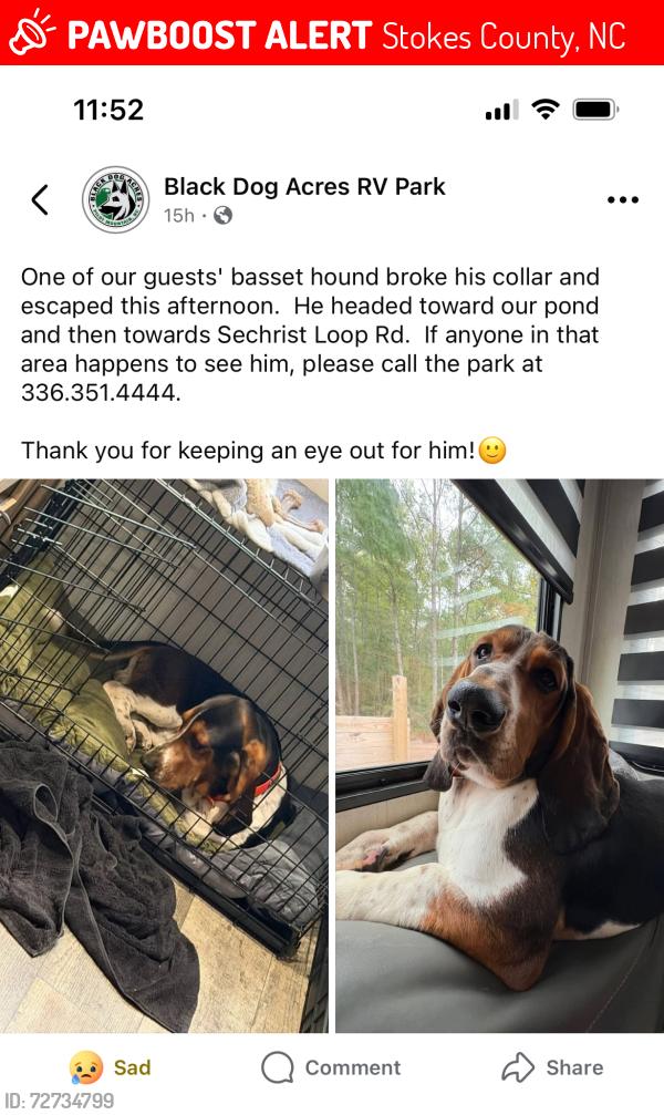 Lost Male Dog last seen Black Dog Acres RV Park, ran towards pond and then towards Sechrist Loop Rd , Stokes County, NC 27041