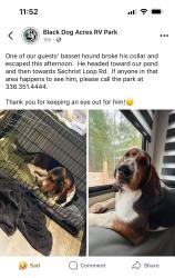 Lost Male Dog last seen Black Dog Acres RV Park, ran towards pond and then towards Sechrist Loop Rd , Stokes County, NC 27041