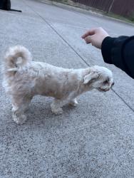 Found/Stray Male Dog last seen Intersection of whitby and wankey, Dallas, TX 75237