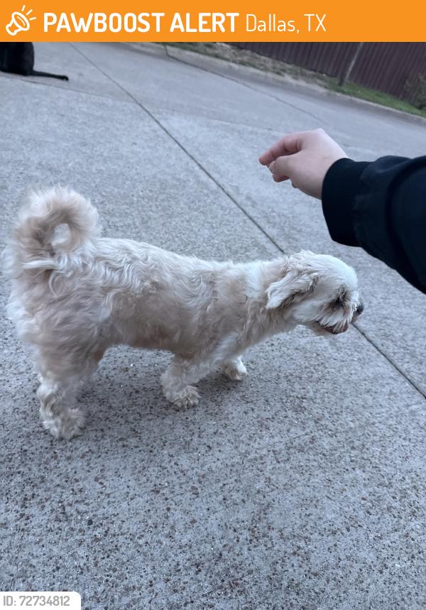 Found/Stray Male Dog last seen Intersection of whitby and wankey, Dallas, TX 75237