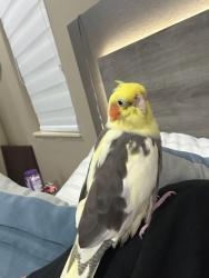 Lost Female Bird last seen Catalina by Miramar Community, Miramar, FL 33025