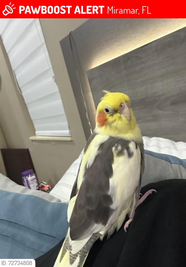 Lost Female Bird last seen Catalina by Miramar Community, Miramar, FL 33025