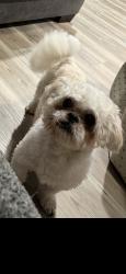 Lost Male Dog last seen Lem turner , Jacksonville, FL 32208