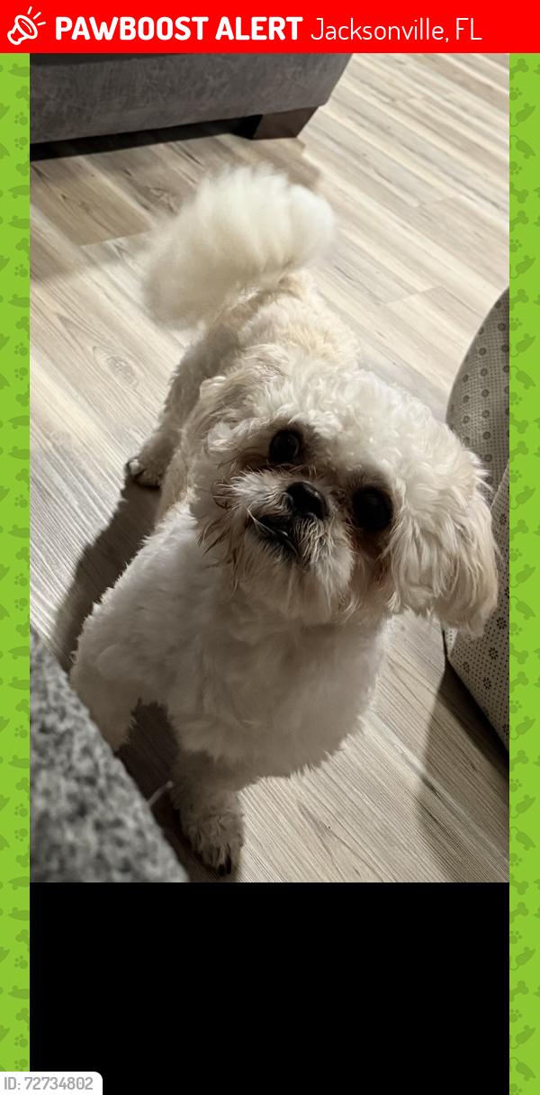 Lost Male Dog last seen Lem turner , Jacksonville, FL 32208
