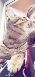 Lost Male Cat last seen Allegheny ave, Philadelphia, PA 19134