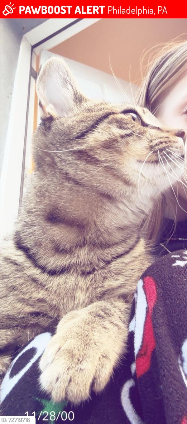 Lost Male Cat last seen Allegheny ave, Philadelphia, PA 19134