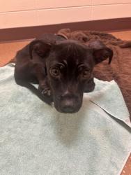 Shelter Stray Male Dog last seen Madison, WI , Madison, WI 53718