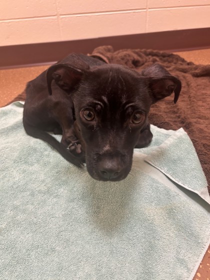 Shelter Stray Male Dog last seen Madison, WI , Madison, WI 53718