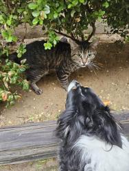 Found/Stray Unknown Cat last seen Londonderry OAKS and Teasley Ln, Denton, TX 76205