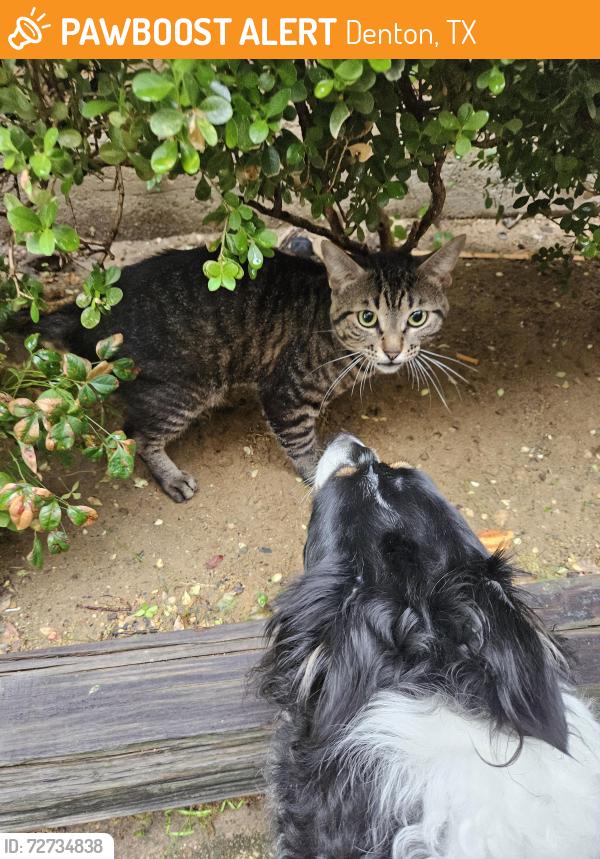 Found/Stray Unknown Cat last seen Londonderry OAKS and Teasley Ln, Denton, TX 76205