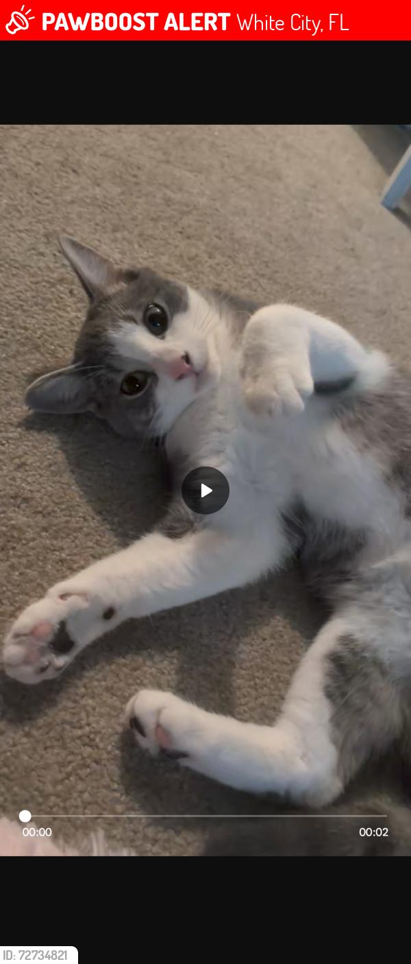 Lost Female Cat last seen Near Hammock Preserve, White City, FL 34982
