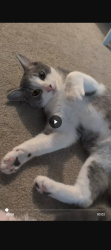 Lost Female Cat last seen Near Hammock Preserve, White City, FL 34982