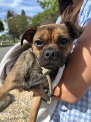 Found/Stray Female Dog last seen Rossmoor Park, Rossmoor, CA 90720
