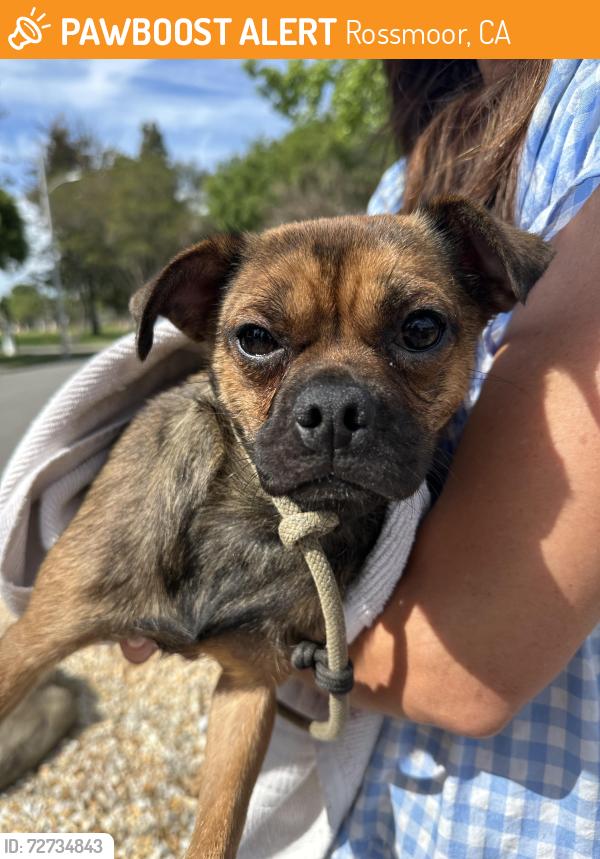 Found/Stray Female Dog last seen Rossmoor Park, Rossmoor, CA 90720