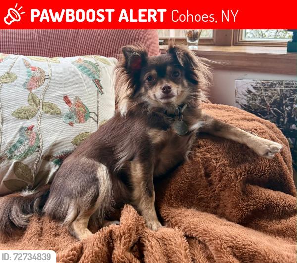Lost Female Dog last seen North Colonie Soccer Complex (Boght Rd), Cohoes, NY 12047