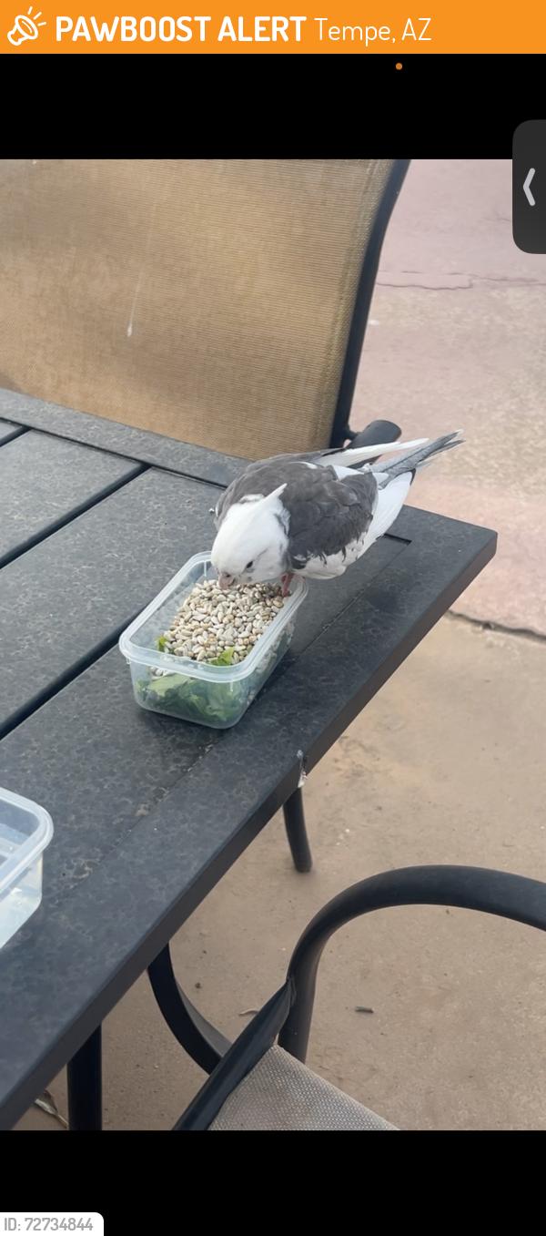 Found/Stray Unknown Bird last seen E Southern Ave and Rural, Tempe, AZ 85281