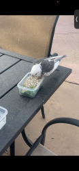 Found/Stray Unknown Bird last seen E Southern Ave and Rural, Tempe, AZ 85281
