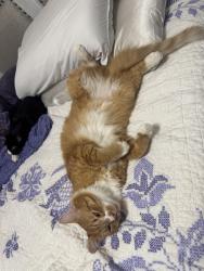 Lost Male Cat last seen Near co-2 lot#1 72nd and highway 2 , Thornton, CO 80221