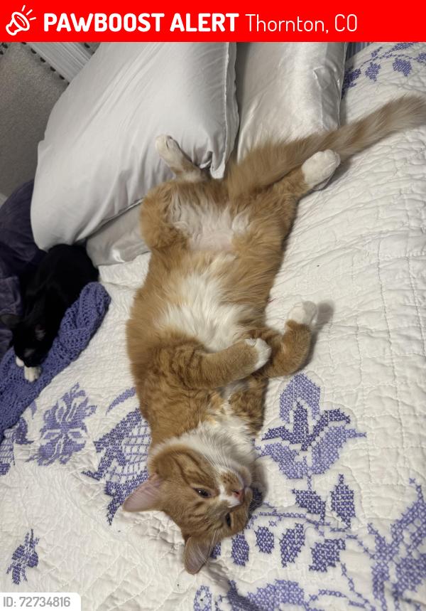 Lost Male Cat last seen Near co-2 lot#1 72nd and highway 2 , Thornton, CO 80221