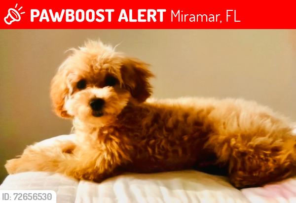 Lost Female Dog last seen Miramar , Miramar, FL 33023