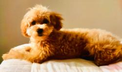 Lost Female Dog last seen Miramar , Miramar, FL 33023