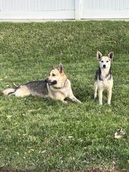 Found/Stray Unknown Dog last seen Soledad Drv/ Venecia, Riverside, CA 92504