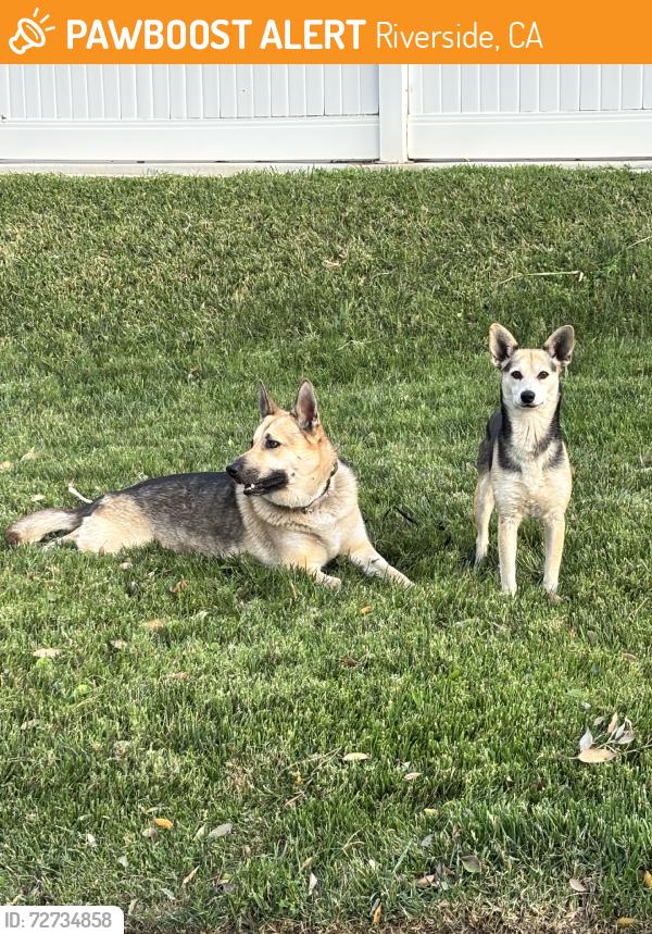 Found/Stray Unknown Dog last seen Soledad Drv/ Venecia, Riverside, CA 92504