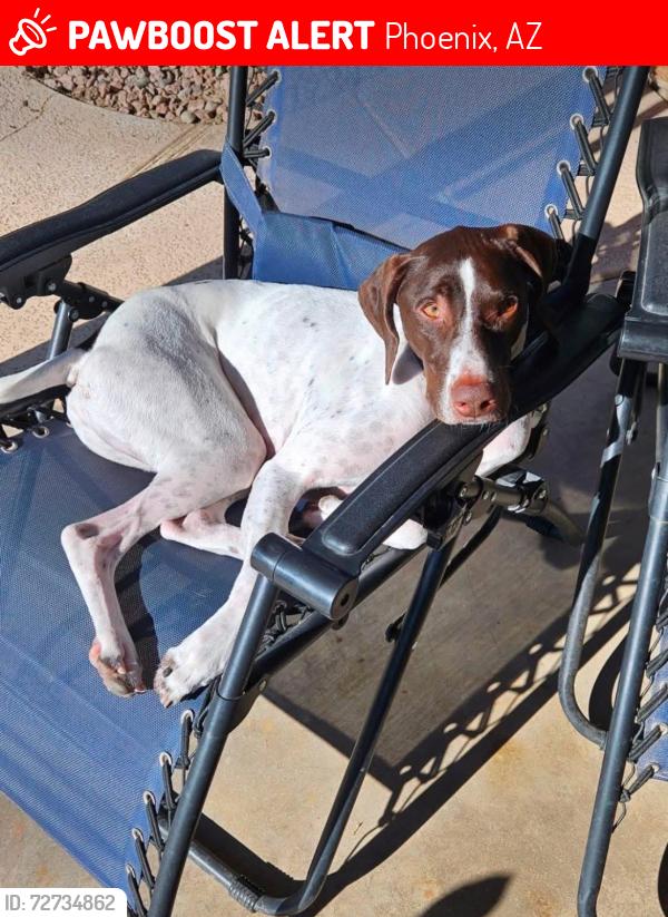 Lost Male Dog last seen Shadow mountain high school, Phoenix, AZ 85028
