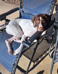 Lost Male Dog last seen Shadow mountain high school, Phoenix, AZ 85028