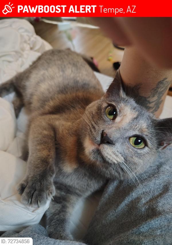 Lost Female Cat last seen Near Casey Moore's , Tempe, AZ 85281