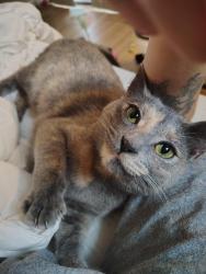 Lost Female Cat last seen Near Casey Moore's , Tempe, AZ 85281
