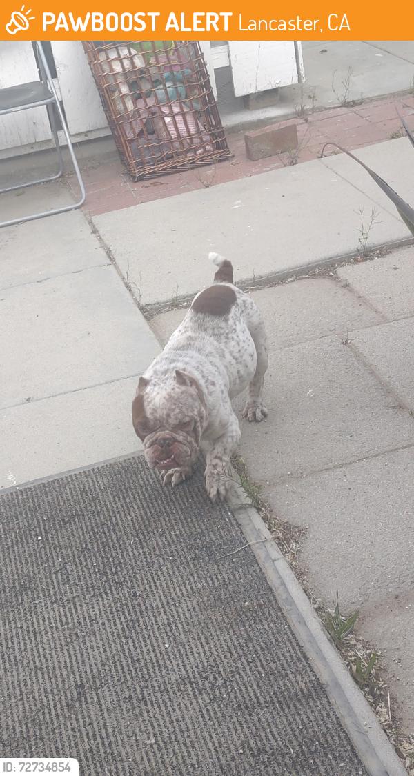 Found/Stray Male Dog last seen 3rd St east Lancaster , Lancaster, CA 93535