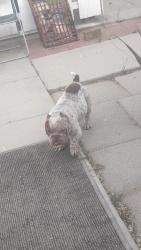 Found/Stray Male Dog last seen 3rd St east Lancaster , Lancaster, CA 93535