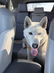 Found/Stray Female Dog last seen East rock park, New Haven, CT 06511
