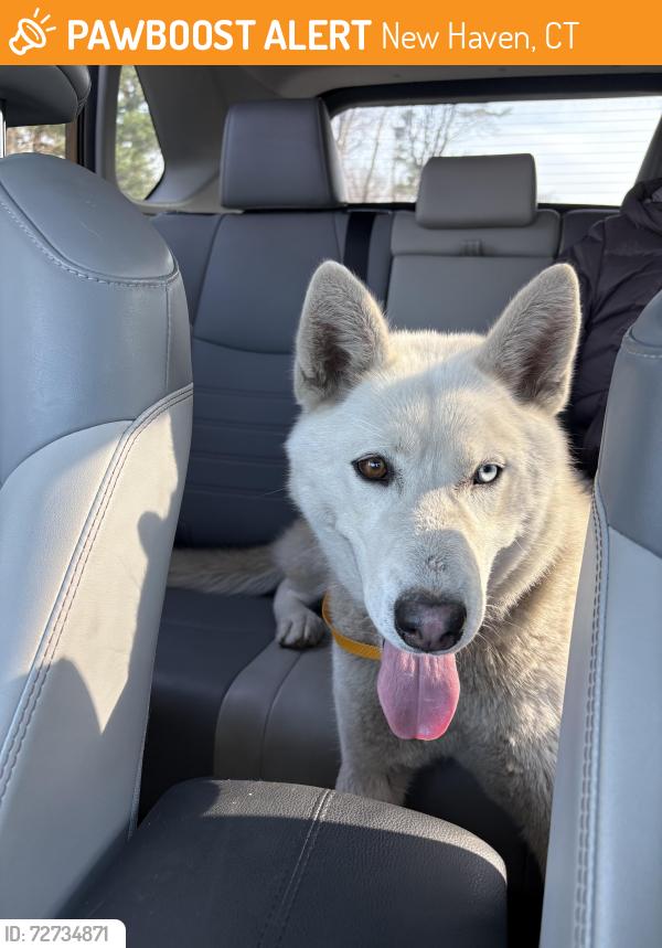 Found/Stray Female Dog last seen East rock park, New Haven, CT 06511