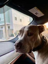 Lost Female Dog last seen 28th st and 9th Ave N, St. Petersburg, FL 33713