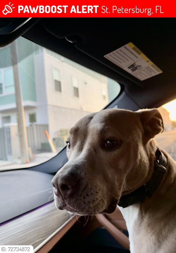 Lost Female Dog last seen 28th st and 9th Ave N, St. Petersburg, FL 33713