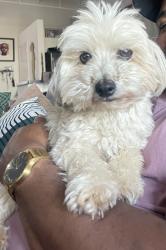 Lost Male Dog last seen Telegraph and 27th ave , Oakland, CA 94612