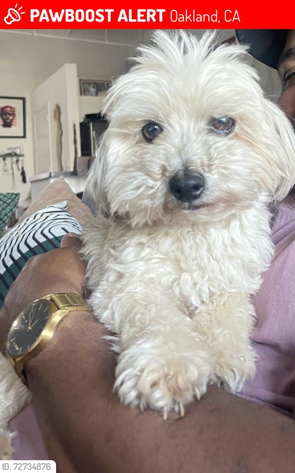Lost Male Dog last seen Telegraph and 27th ave , Oakland, CA 94612