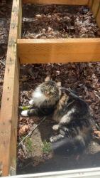 Lost Male Cat last seen Near se 2nd troutdale , Troutdale, OR 97060