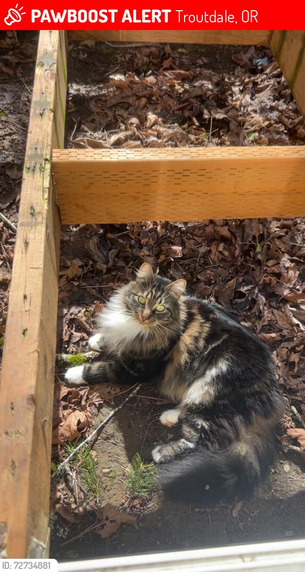Lost Male Cat last seen Near se 2nd troutdale , Troutdale, OR 97060