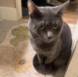 Lost Male Cat last seen Near E Liberty Ave, Spokane, WA 99207, Spokane, WA 99207