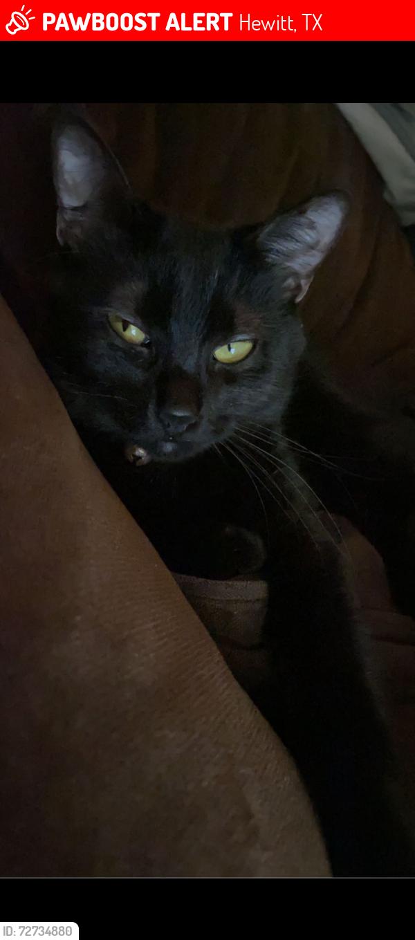 Lost Female Cat last seen East spring valley rd, Hewitt, TX 76643